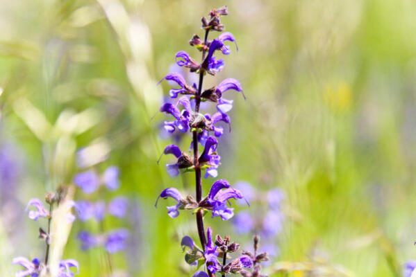 Randonnée printemps Vercors